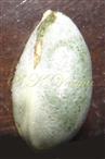  Seed